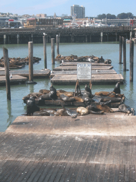 The World Famous Sea Lions