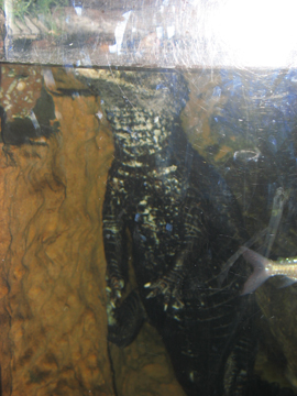An alligator peering above the waterline