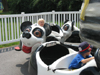 Having fun riding with the pandas