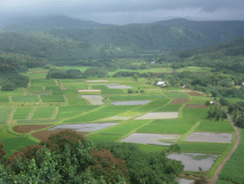 Taro fields in Hanalei