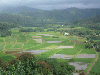 Taro fields in Hanalei