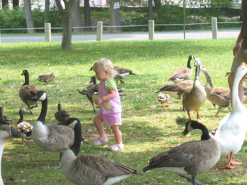 Chasing after the ducks